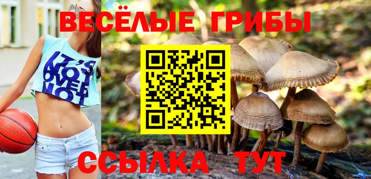 Галлюциногенные грибы Magic Shrooms  цены   Вход с VPN  Новочебоксарск  Псилоцибиновые грибы Cubensis 
